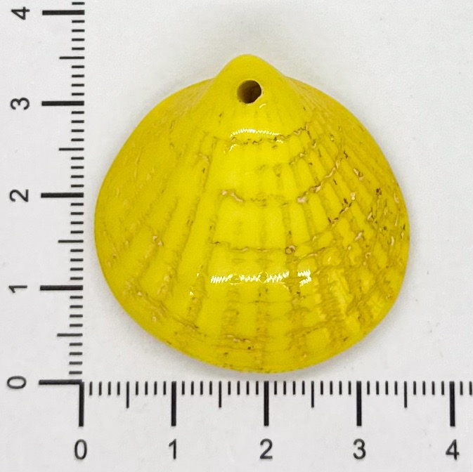 Ostra resina (mod 1) amarillo x 1un  