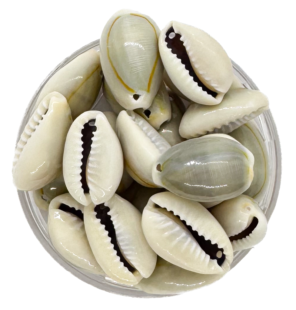 Caracoles buzios naturales grises colgar mediano x 100gr