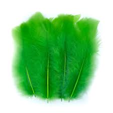 Plumas Gallo verde manzana