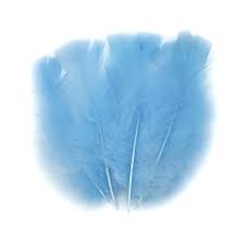 Plumas Gallito celeste