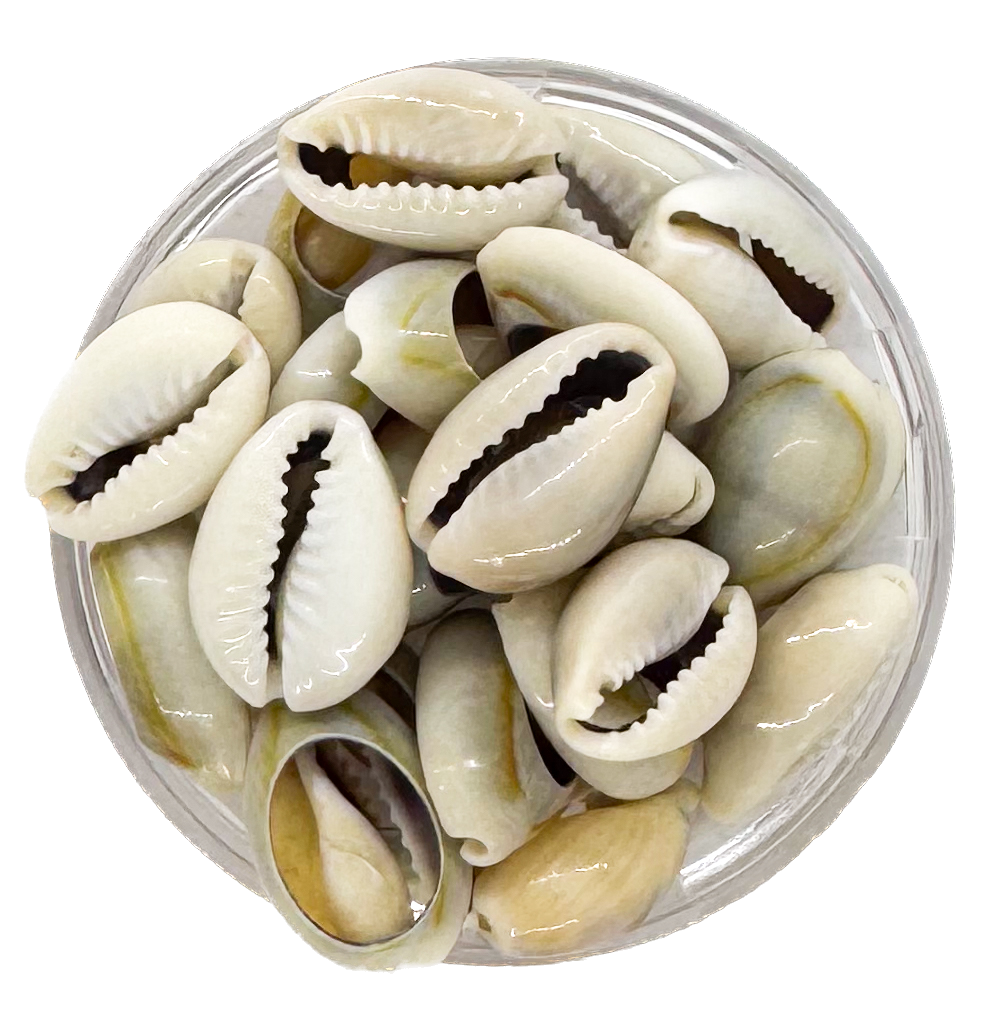 Caracoles buzios naturales grises partidos mediano x 20g