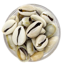 Caracoles buzios naturales grises partidos mediano x 20g