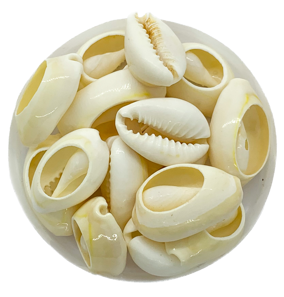 Caracoles buzios naturales partidos mediano x 100 grs.