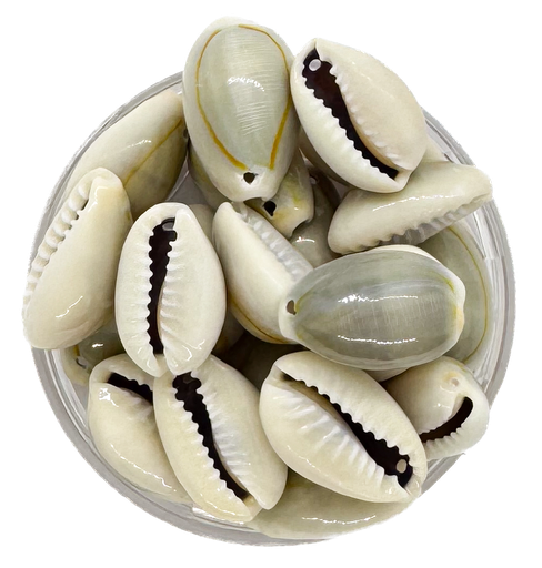 [10959] Caracoles buzios naturales grises colgar mediano x 100gr