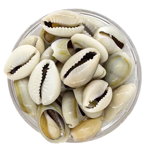 [11525] Caracoles buzios naturales grises partidos chico x 20g 