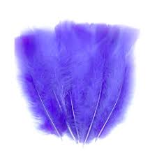 Plumas Gallito lila  