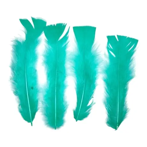 Plumas Gallo aqua